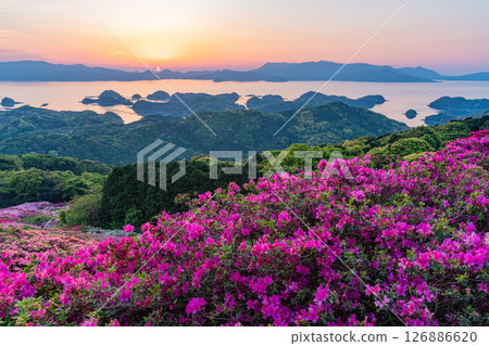 (Nagasaki Prefecture) Nagakushiyama Park: The setting sun of the Kita-Kujukushima Islands beyond the azaleas in full bloom 126886620