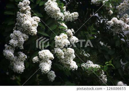 白縐myb花 126886655