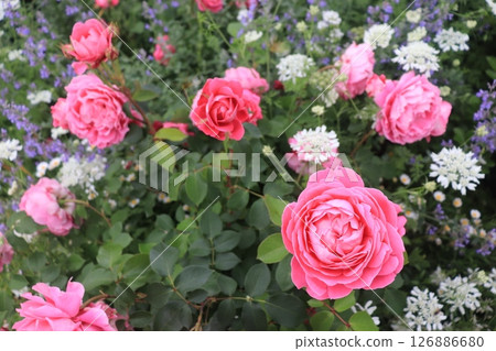 A red rose 126886680