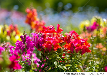 Red flower Red flower 126886754