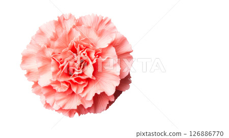 Pink carnation flower with soft petals in a delicate arrangement 126886770