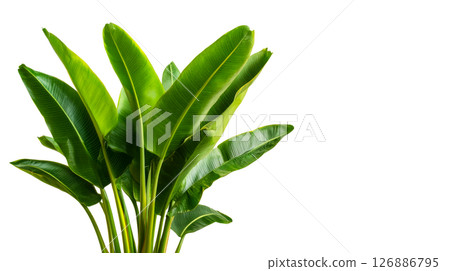 Tropical plant with large green leaves on a transparent background Tropical plant with large green leaves on a transparent background 126886795