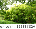新綠美景 126886820