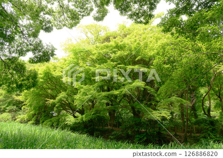 Beautiful scenery of fresh green Beautiful scenery of fresh green 126886820