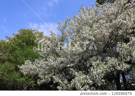 埼玉市大宮花之丘公園櫻花盛開的景色 埼玉市大宮花之丘公園櫻花盛開的景色 126886878
