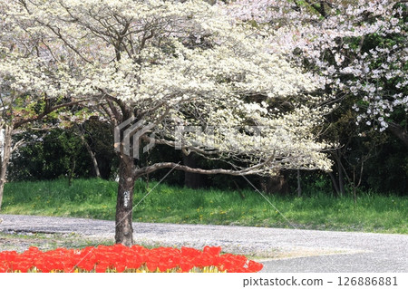 埼玉市大宮花之丘公園櫻花盛開的景色 126886881