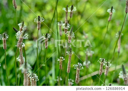 長葉車前 長葉車前 126886914