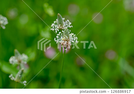 長葉車前 長葉車前 126886917