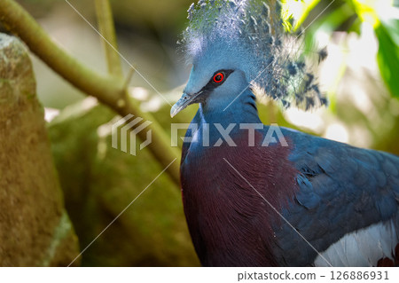藍鳥 126886931