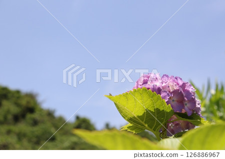 八仙花屬和藍天 八仙花屬和藍天 126886967