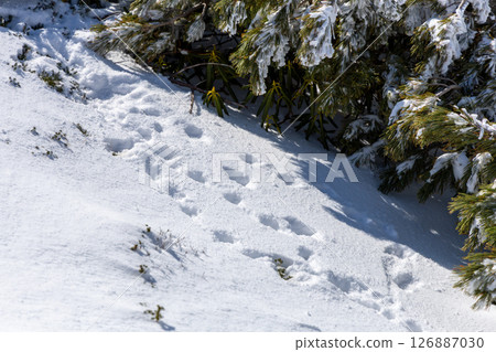 The footprints of the Tateyama ptarmigan remaining in the snowy fields The footprints of the Tateyama ptarmigan remaining in the snowy fields 126887030