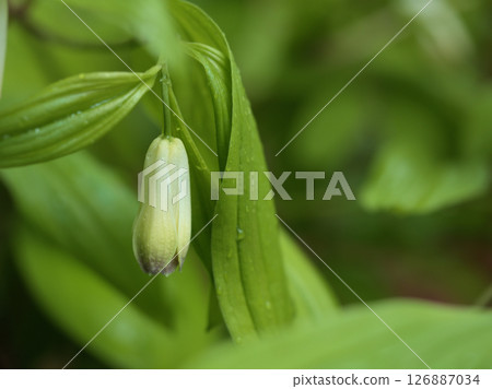 五月盛開的白色 Hochakuso 花 五月盛開的白色 Hochakuso 花 126887034