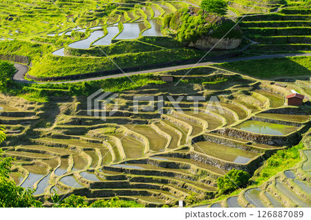 <Mie Prefecture> Fresh greenery of Maruyama Senmaida rice fields 126887089