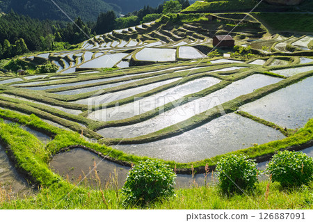 <Mie Prefecture> Fresh greenery of Maruyama Senmaida rice fields 126887091