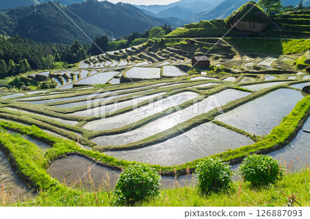 <三重縣>圓山千枚田的新綠 126887093