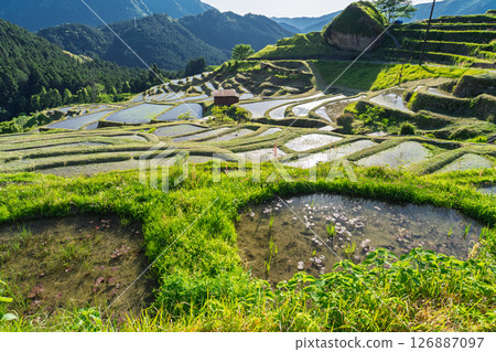 <三重縣>圓山千枚田的新綠 <三重縣>圓山千枚田的新綠 126887097