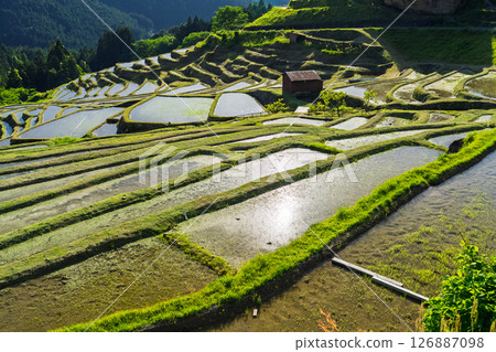 <三重縣>圓山千枚田的新綠 126887098