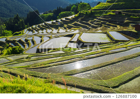 <Mie Prefecture> Fresh greenery of Maruyama Senmaida rice fields 126887100