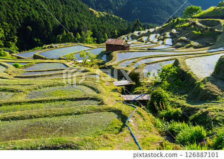 <Mie Prefecture> Fresh greenery of Maruyama Senmaida rice fields 126887101