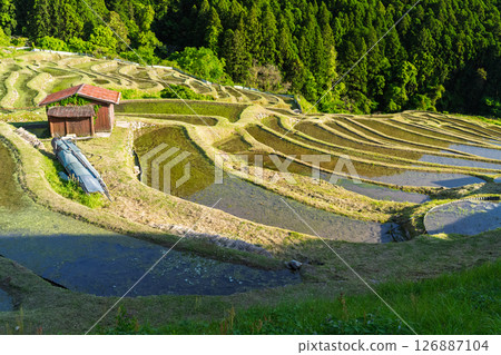 <三重縣>圓山千枚田的新綠 126887104