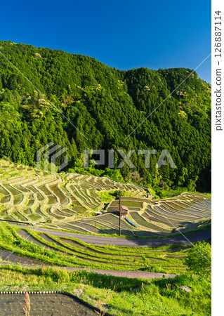 <三重縣>圓山千枚田的新綠 126887114