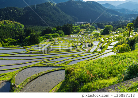 <三重縣>圓山千枚田的新綠 126887118