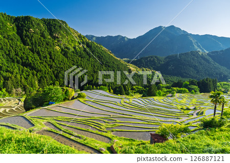<Mie Prefecture> Fresh greenery of Maruyama Senmaida rice fields 126887121