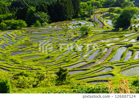 <Mie Prefecture> Fresh greenery of Maruyama Senmaida rice fields 126887124