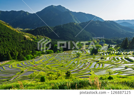<Mie Prefecture> Fresh greenery of Maruyama Senmaida rice fields <Mie Prefecture> Fresh greenery of Maruyama Senmaida rice fields 126887125