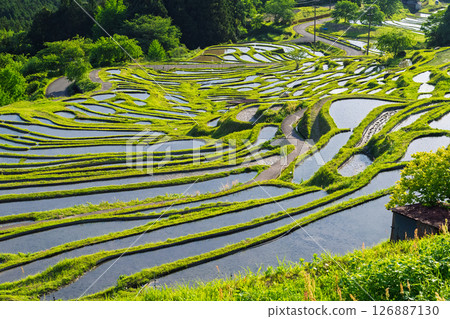 <Mie Prefecture> Fresh greenery of Maruyama Senmaida rice fields 126887130