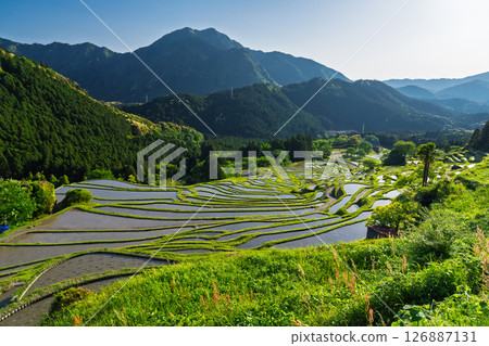 <Mie Prefecture> Fresh greenery of Maruyama Senmaida rice fields 126887131