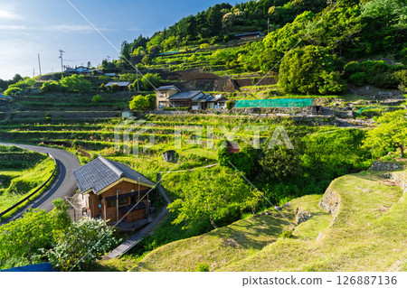 <三重縣>圓山千枚田的新綠 126887136