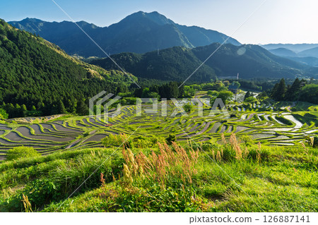 <Mie Prefecture> Fresh greenery of Maruyama Senmaida rice fields 126887141