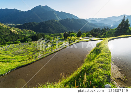 <Mie Prefecture> Fresh greenery of Maruyama Senmaida rice fields 126887149
