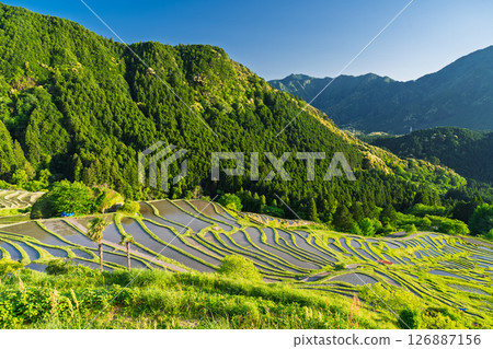 <Mie Prefecture> Fresh greenery of Maruyama Senmaida rice fields 126887156