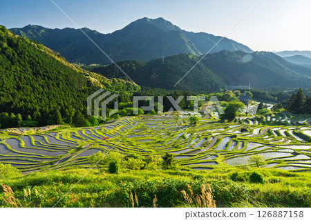 <Mie Prefecture> Fresh greenery of Maruyama Senmaida rice fields 126887158