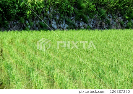 Rice planting at the Ini rice terraces, one of the 100 best rice terraces in Japan 126887250