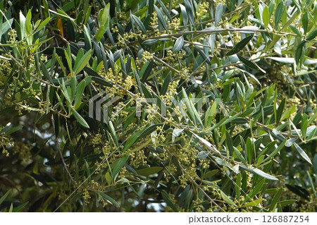 Olive Buds, May 2025 Olive Buds, May 2025 126887254