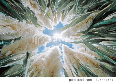 A grassy area seen from an insect's perspective 126887375