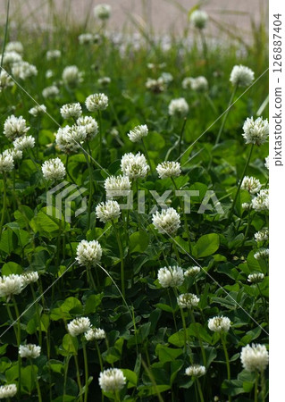 白三葉草花期,2025年5月 白三葉草花期,2025年5月 126887404