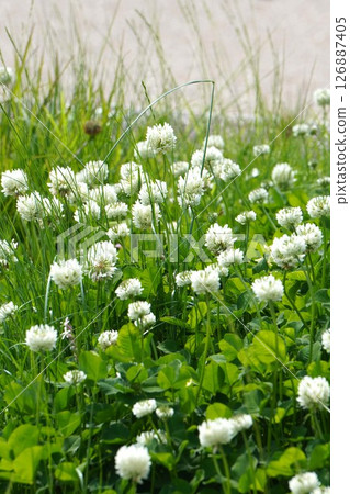 白三葉草花期,2025年5月 白三葉草花期,2025年5月 126887405