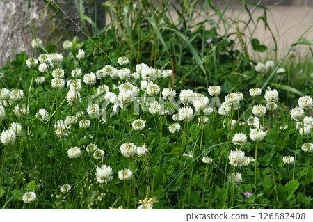 白三葉草花期,2025年5月 白三葉草花期,2025年5月 126887408