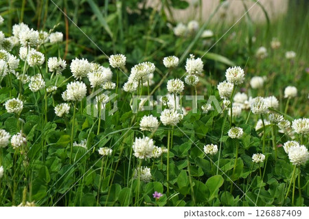 白三葉草花期,2025年5月 白三葉草花期,2025年5月 126887409