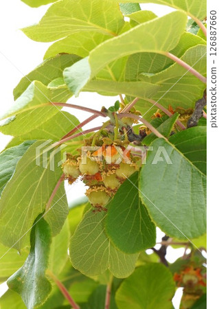 Young golden kiwi fruit, May 2025 126887660