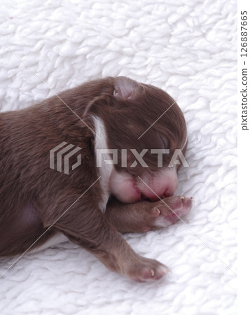 Brown puppy is sleeping on a white blanket 126887665
