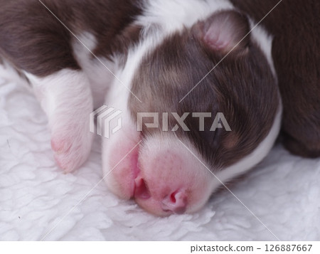 Puppy is sleeping on a white blanket Puppy is sleeping on a white blanket 126887667