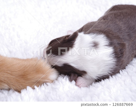 Baby guinea pig is sleeping on a white blanket Baby guinea pig is sleeping on a white blanket 126887669