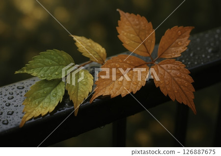 autumn, leaves, maple 126887675