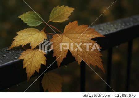 autumn, leaves, maple 126887676