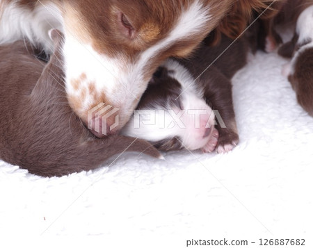 Mother dog is laying down next to her puppies 126887682